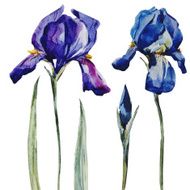 Nice watercolor flowers N8