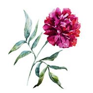 Watercolor peony flower