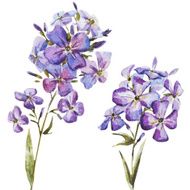 Nice watercolor flowers N13