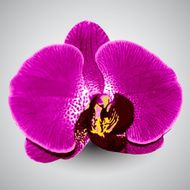 Orchid N3