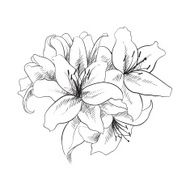 floral illustration N8