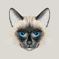Hand drawn Siamese cat