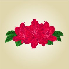 Bouquet of red rhododendrons vector