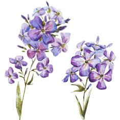 Nice watercolor flowers N13