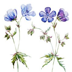 Nice watercolor flowers N15