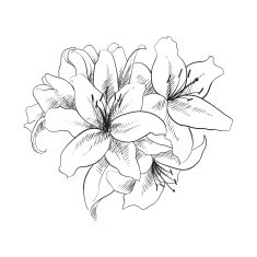 floral illustration N8