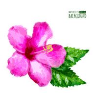 Watercolor vector background with pink tropical hibiscus flower