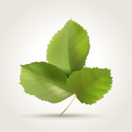 Leaves N11