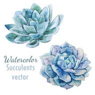 Succulent flowers