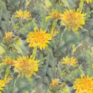 Dandelions N7