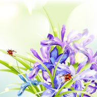 Beautiful spring background with iris flowers