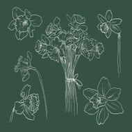 Narcissus bouquet hand drawn vector illustration