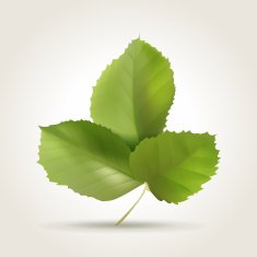 Leaves N11