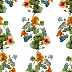 Nasturtium pattern
