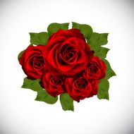 Realistic Rose High Quality Vector Illustration N3