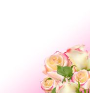 Realistic Rose High Quality Vector Illustration N6