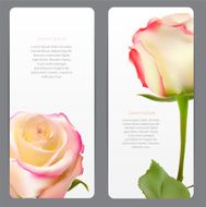Beautiful Floral Cards with Realistic Flowers Rose and Lilly Ve