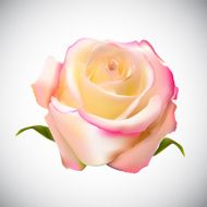 Realistic Rose High Quality Vector Illustration N8