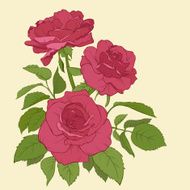 Roses Vector illustration