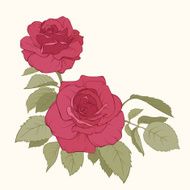 Rose bouquet Vector illustration