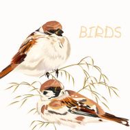 Background with birds on white