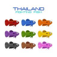 Thailand fighting fish