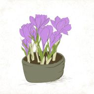 Crocus spring flowers N2