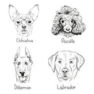 Set of hand drawn dogs vector illustration