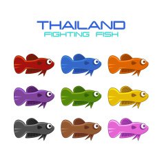Thailand fighting fish