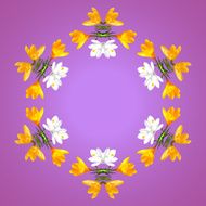 Wreath of spring flowers crocus N2