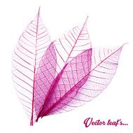 Skeletal leave with white background