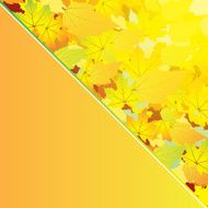 Autumn abstract background with leaf