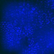 colorful textures of leopard N2