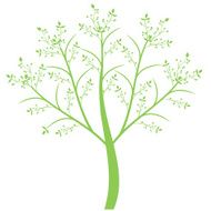 Olive Tree N7