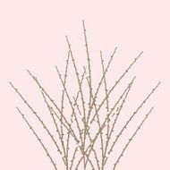 Spring Willow Twig N2