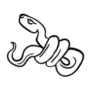 Snake Illustration N3