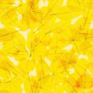 Transparent Autumn Leaves plus EPS10 N6