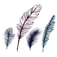 Set of multicolored feathers On white background