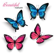 Beautiful butterflies