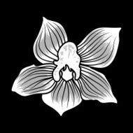 black and white flower
