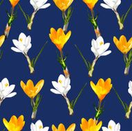 Seamless pattern with white and yellow crocuses