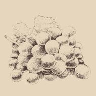 bunch of grapes vintage illustration engraved style