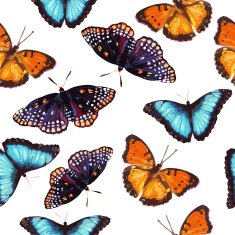 seamless pattern of butterfly