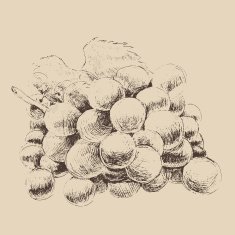 bunch of grapes vintage illustration engraved style