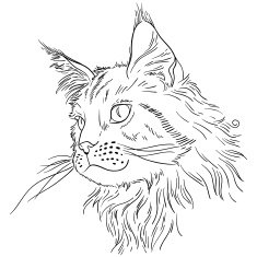 Maine coon N2