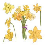 Narcissus bouquet hand drawn vector illustration N2