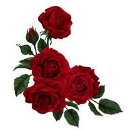 Red roses corner Vector illustration