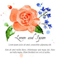 Illustration rose and forget-me-flower N6
