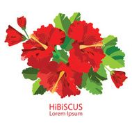hibiscus N4