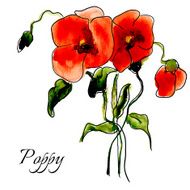 Postcard painted red poppy N11